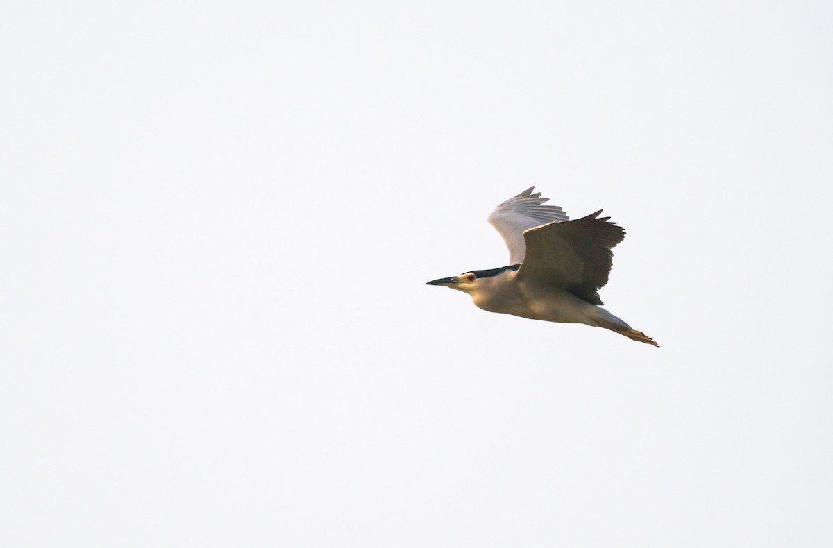 Black-crowned Night Heron (Eurasian) - ML204988811