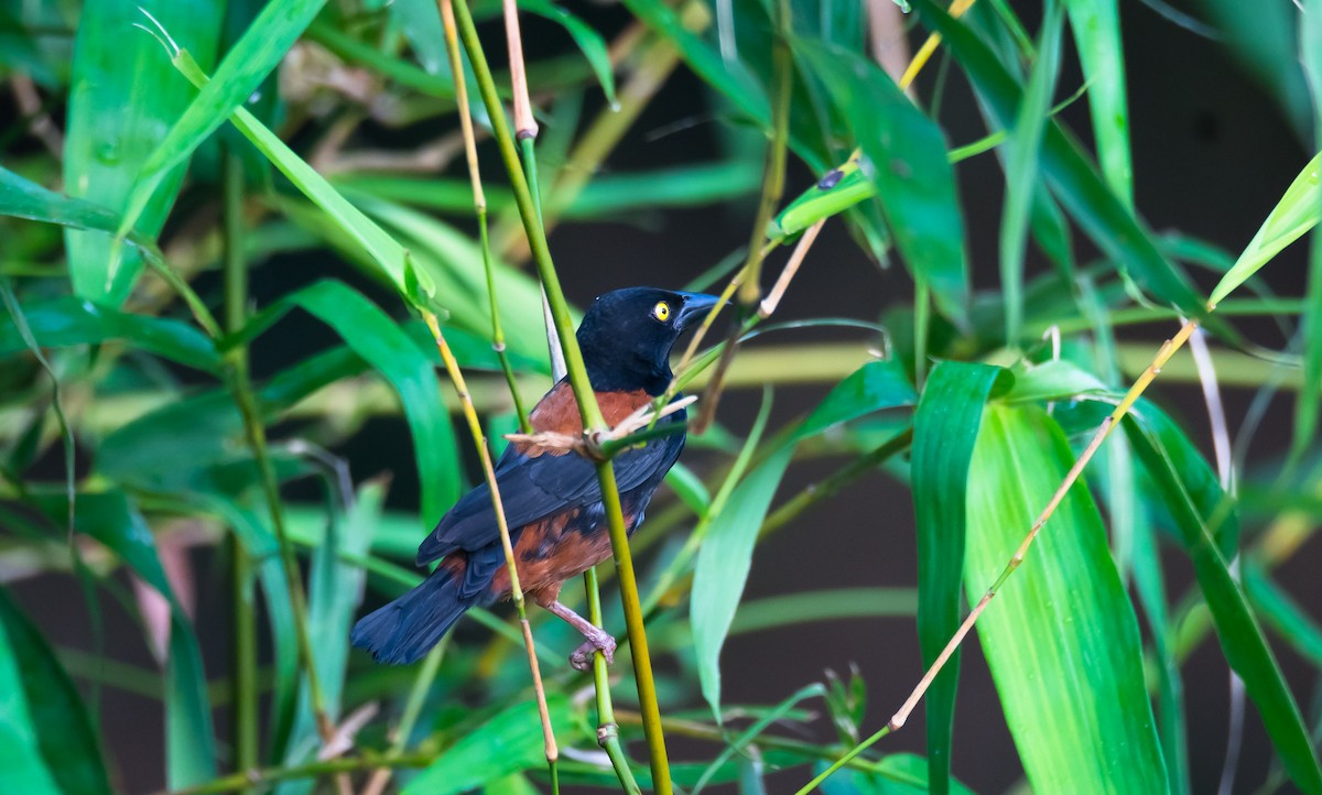 Chestnut-and-black Weaver - ML204988821