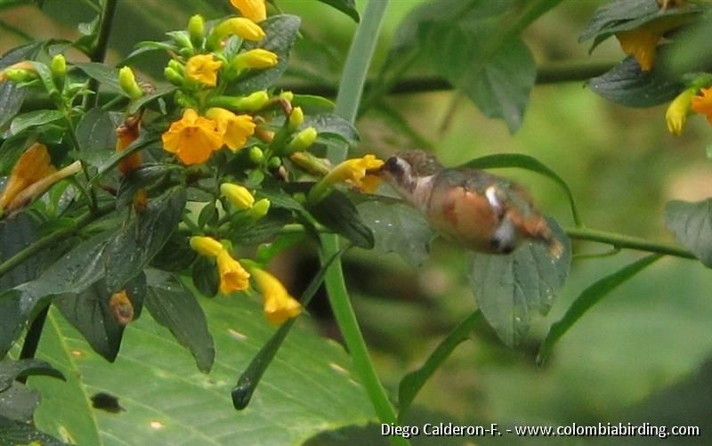 Colibri de Santa Marta - ML204989041