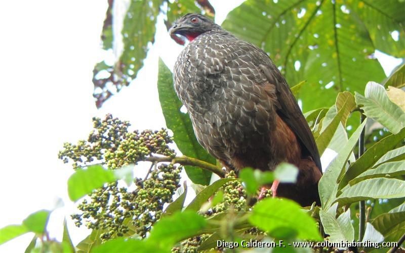 Cauca Guan - ML204989061