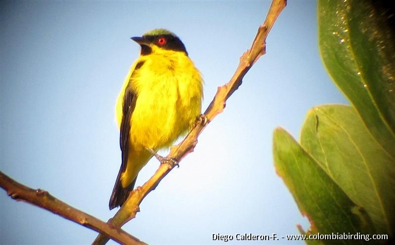 Dacnis Ventriamarillo - ML204989081