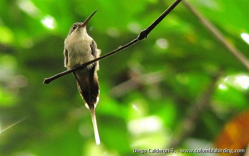 Straight-billed Hermit (bourcieri) - Diego Calderón-Franco @diegoCOLbirding