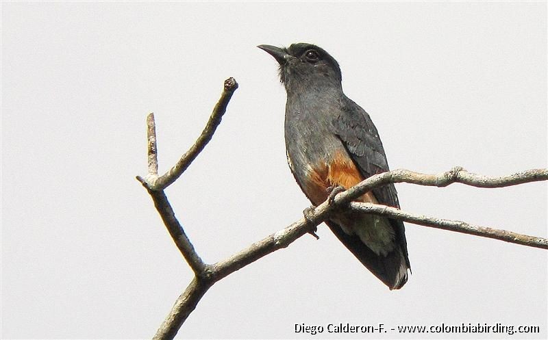 Swallow-winged Puffbird - Diego Calderón-Franco @diegoCOLbirding