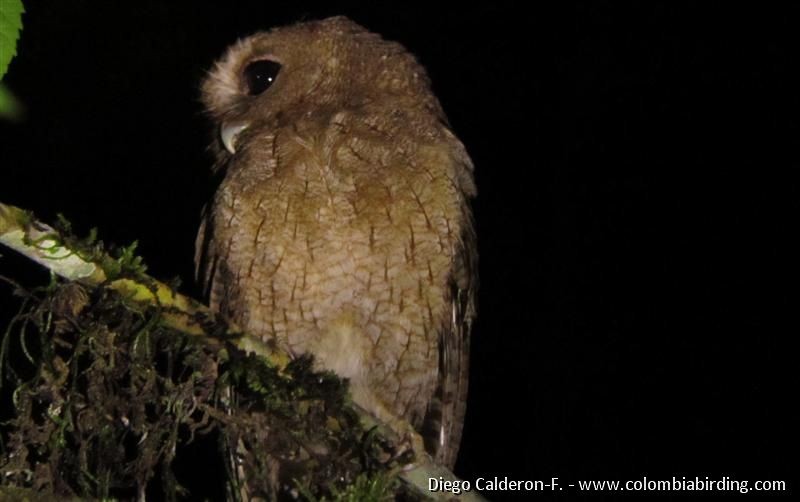 Rufescent Screech-Owl (Colombian) - ML204989211