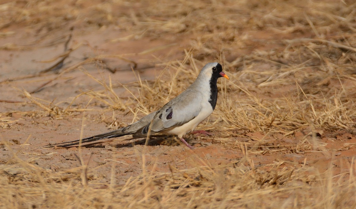 Namaqua Dove - ML204989831