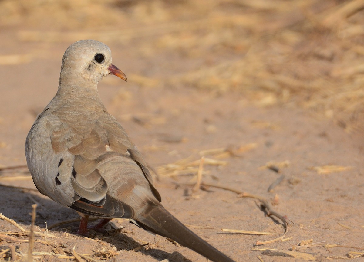 Namaqua Dove - ML204989851