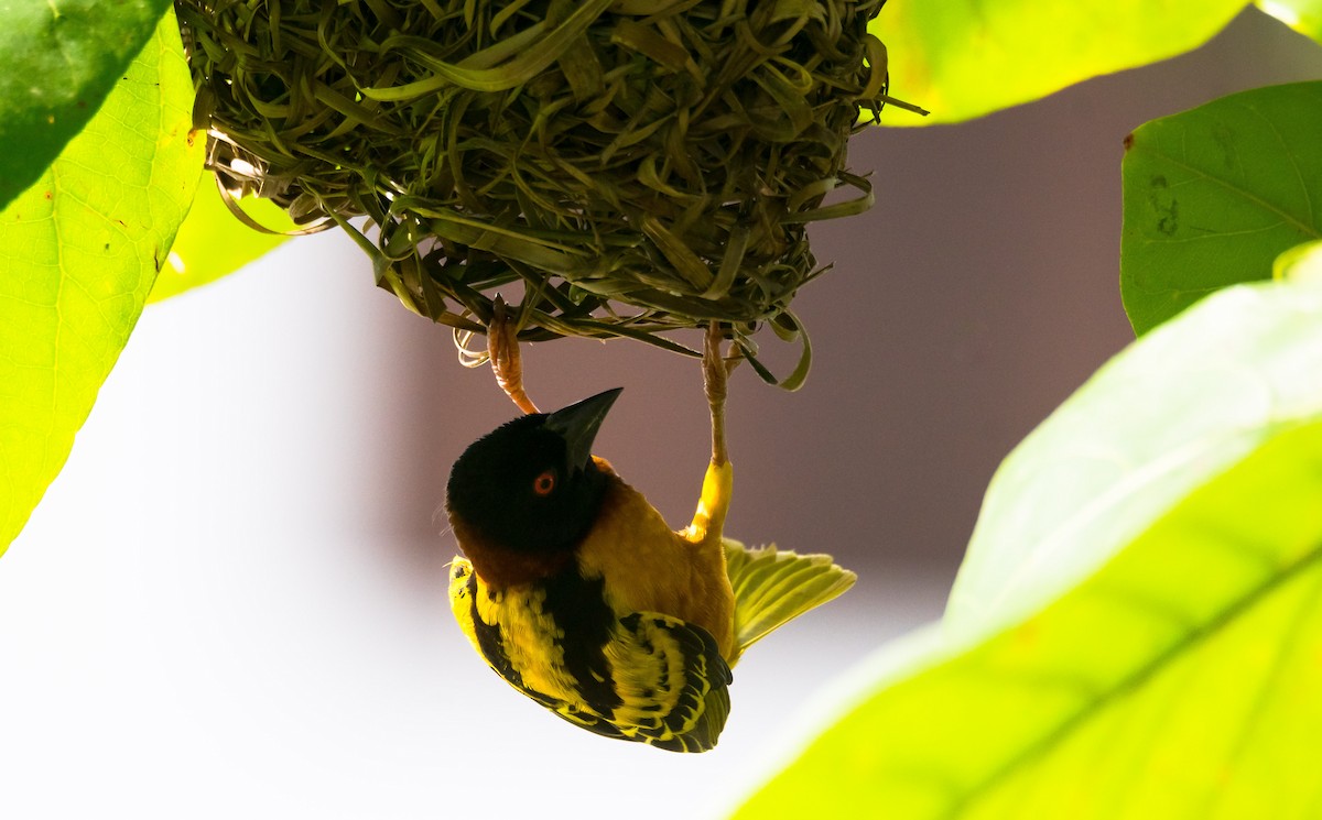 Village Weaver (Black-headed) - ML204990701