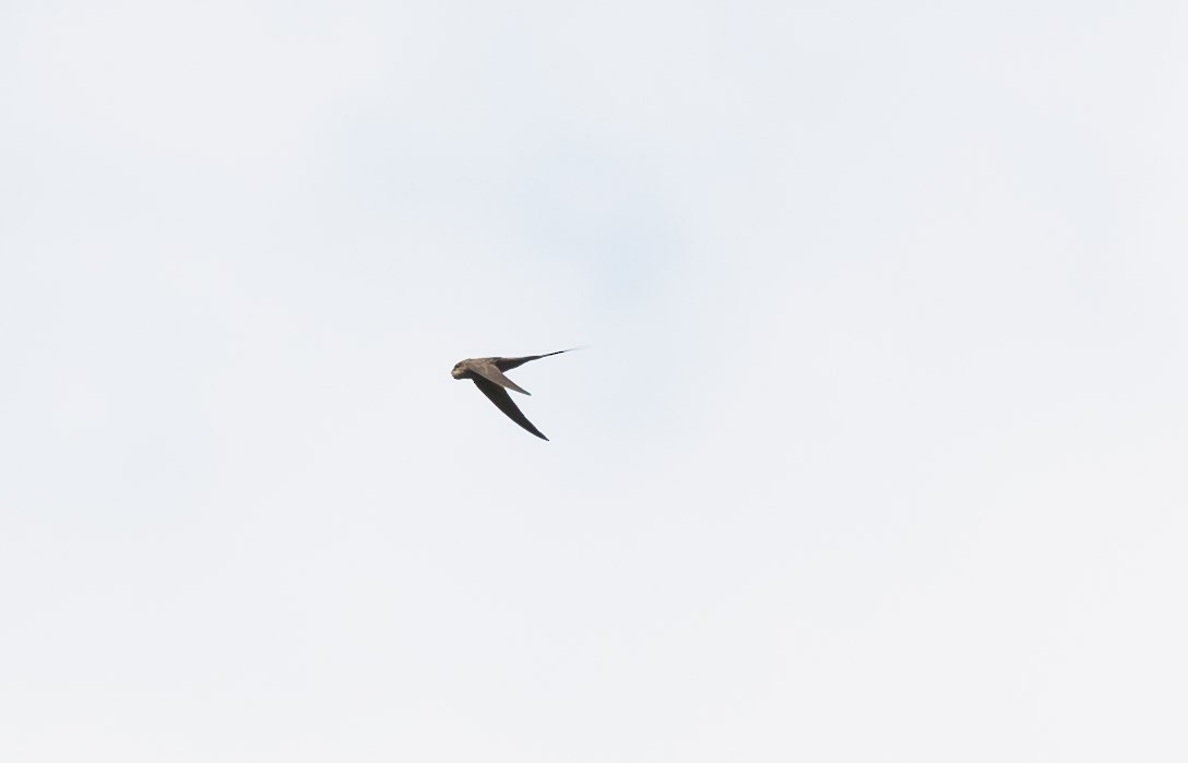 African Palm Swift - ML204990781