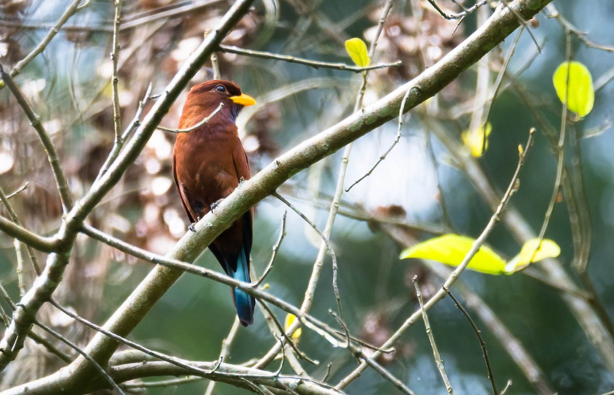 Blue-throated Roller - Eric Francois Roualet