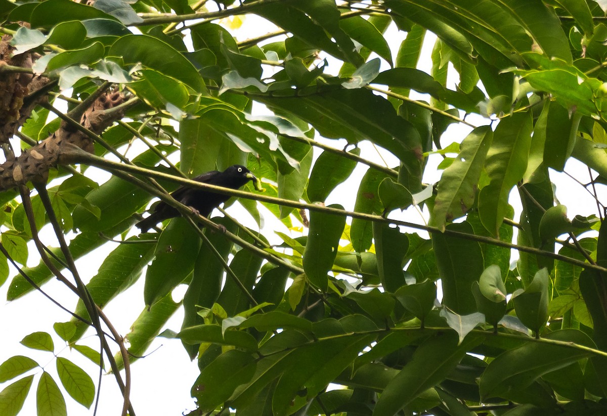 Maxwell's Black Weaver (White-naped) - ML204990881