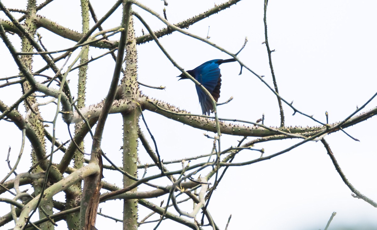 Copper-tailed Starling - ML204990901