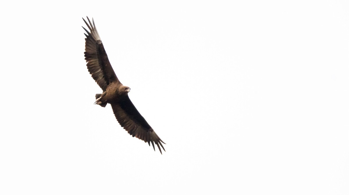 Águila Volatinera - ML204991371