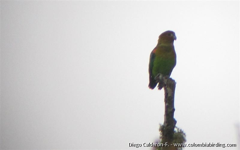 Rusty-faced Parrot - ML204991431