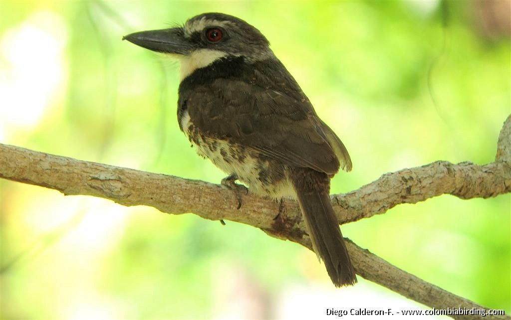 Sooty-capped Puffbird - Diego Calderón-Franco @diegoCOLbirding