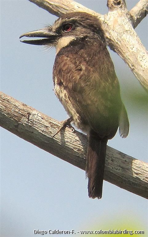 Sooty-capped Puffbird - ML204991571