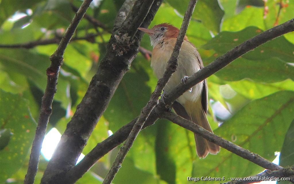 Viréon à nuque rousse - ML204991621