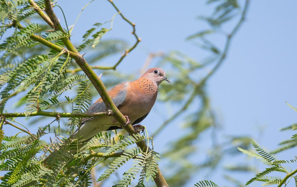 Laughing Dove - ML204991921