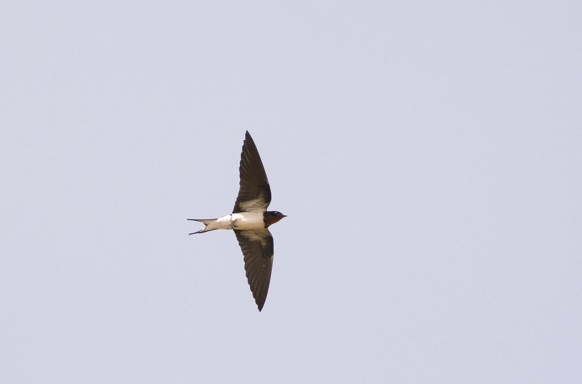 Red-chested Swallow - ML204991951