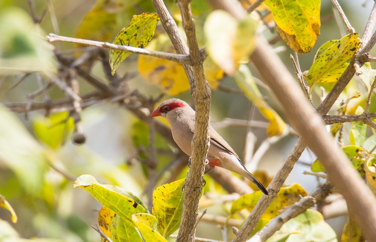 Black-rumped Waxbill - ML204992261