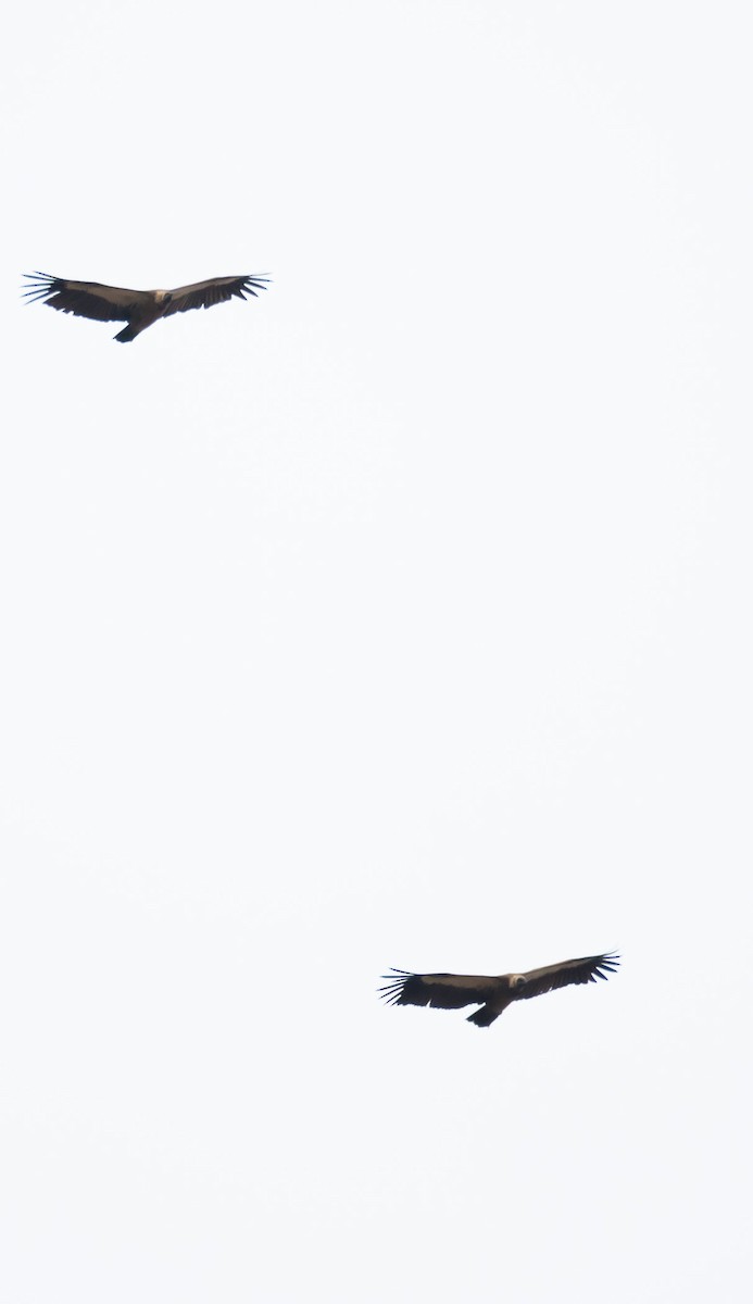 White-backed Vulture - Éric Francois Roualet
