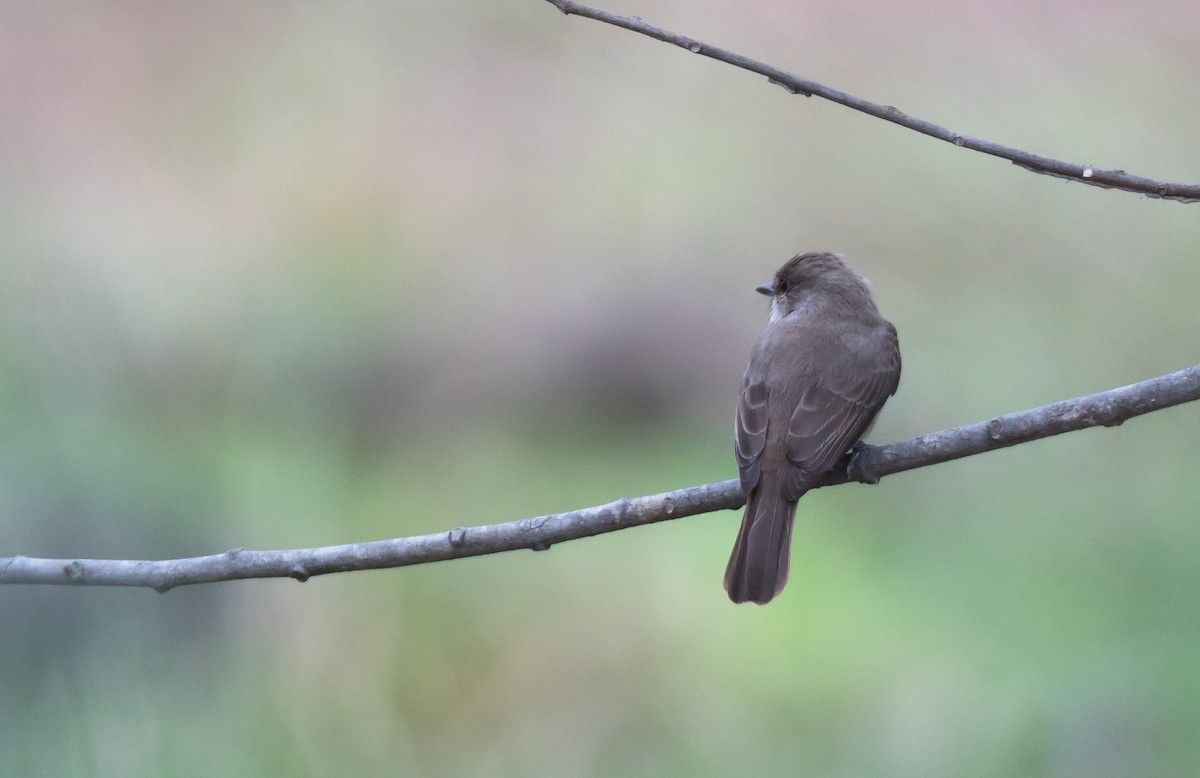 Swamp Flycatcher - ML204993631