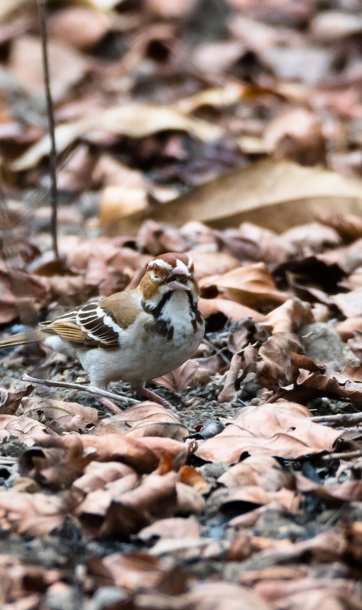 Chestnut-crowned Sparrow-Weaver - Eric Francois Roualet