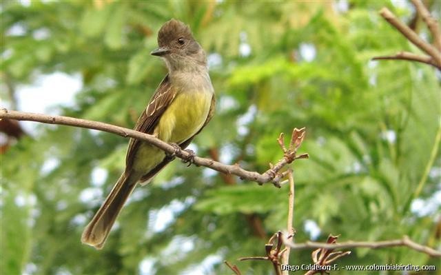 Apical Flycatcher - ML204994021