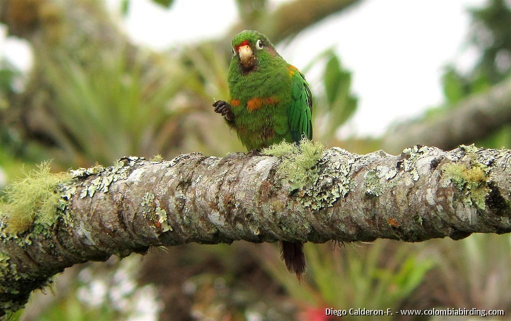 Conure de Santa Marta - ML204994091