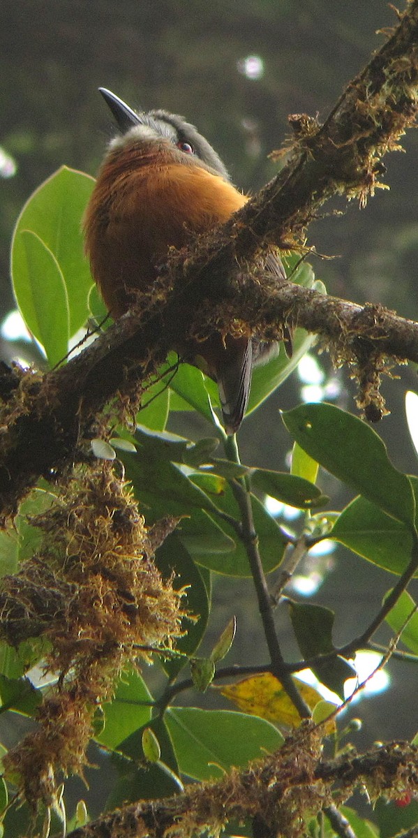 White-faced Nunbird - ML204994191