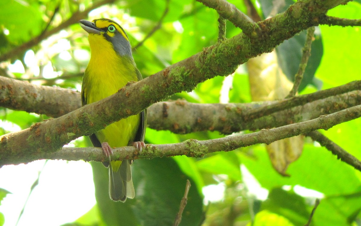 Slaty-capped Shrike-Vireo (Pale-legged) - ML204994231