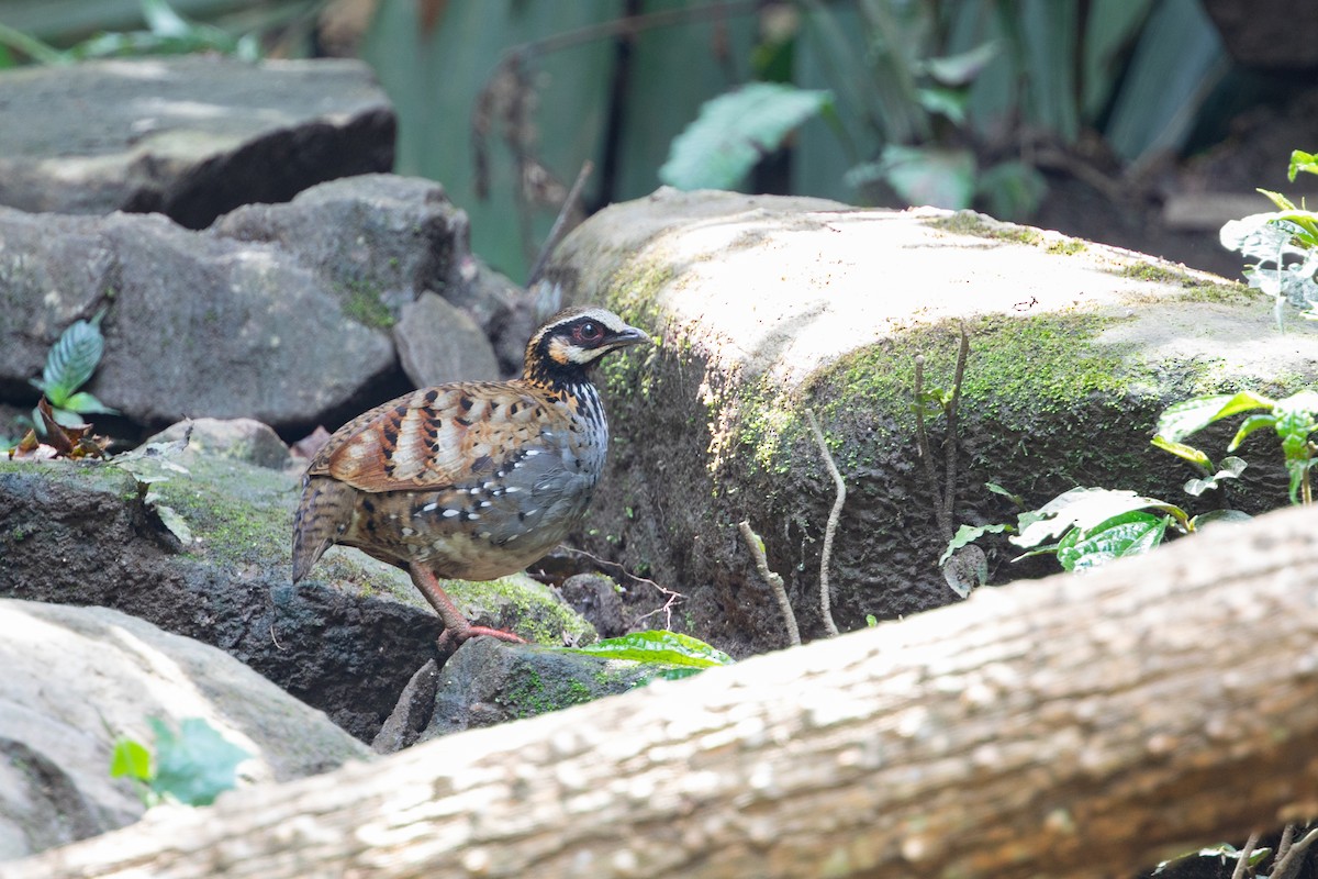 Photos - White-cheeked Partridge - Arborophila atrogularis - Birds of ...