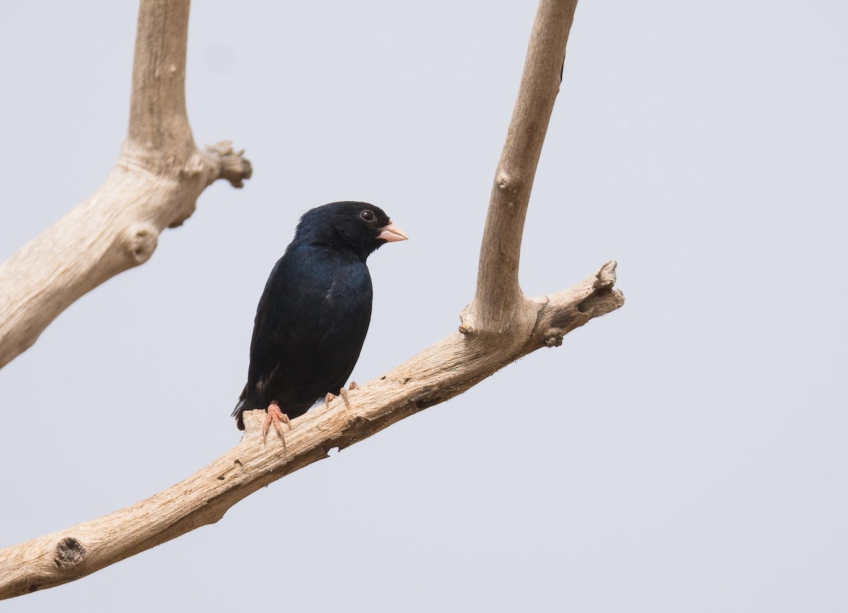 Village Indigobird - Eric Francois Roualet