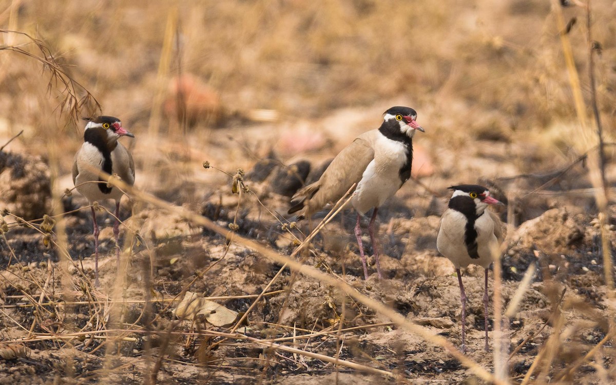 Black-headed Lapwing - Éric Francois Roualet