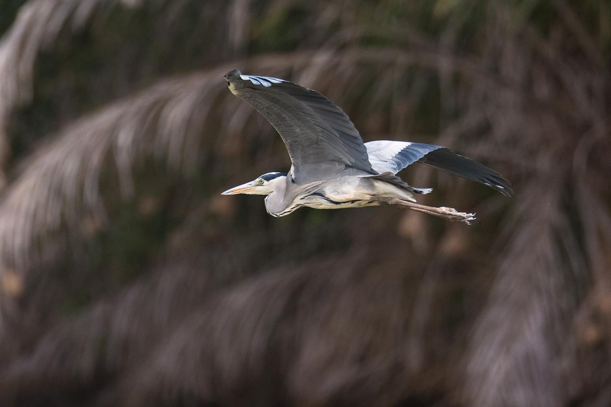 Gray Heron (Gray) - ML204994841