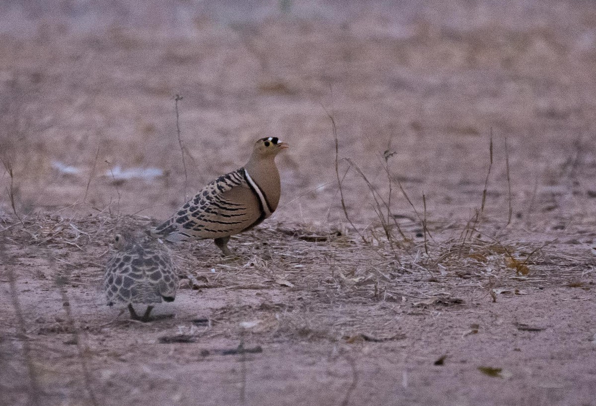 Four-banded Sandgrouse - ML204995011