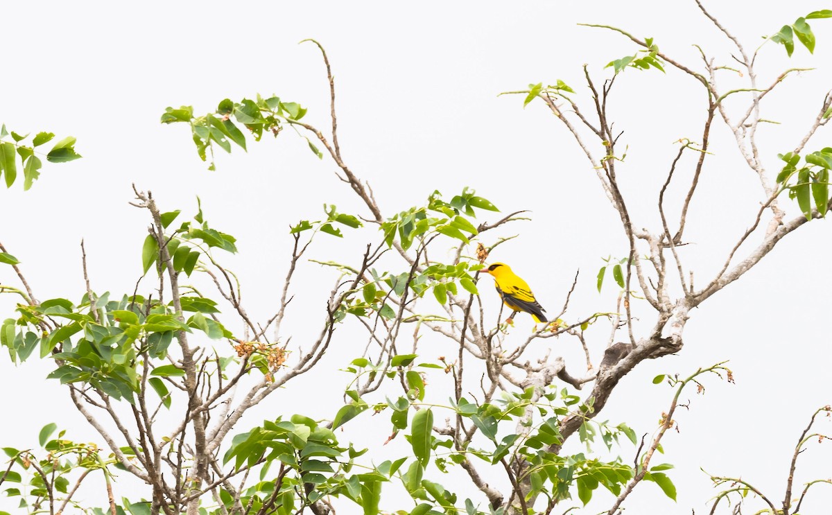 African Golden Oriole - ML204995821