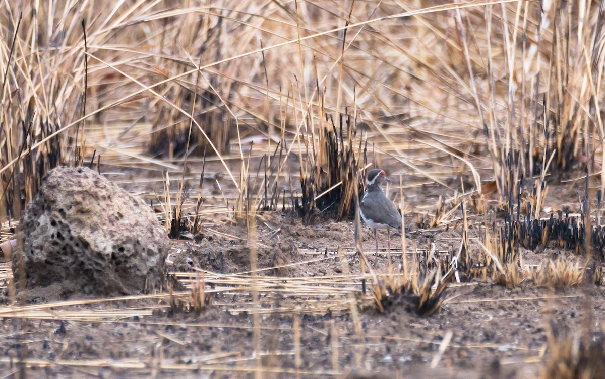 Forbes's Plover - ML204995851