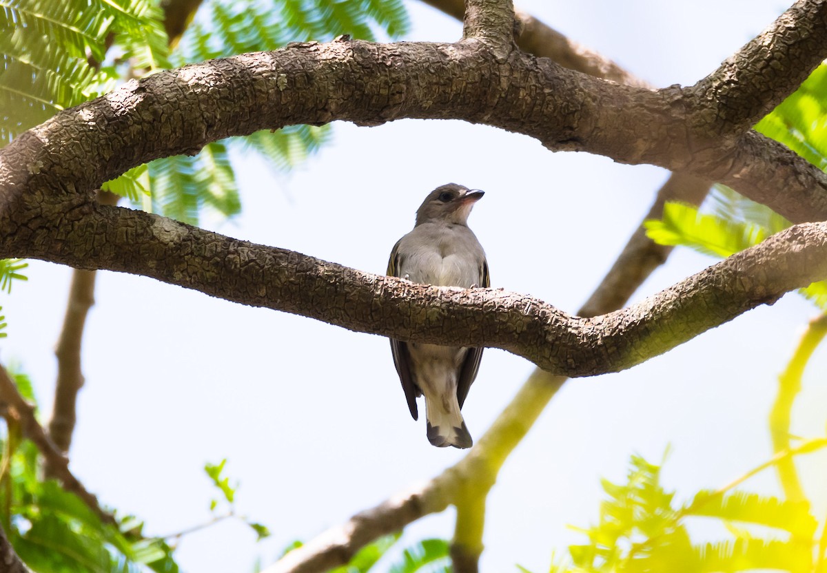 Least Honeyguide - Éric Francois Roualet