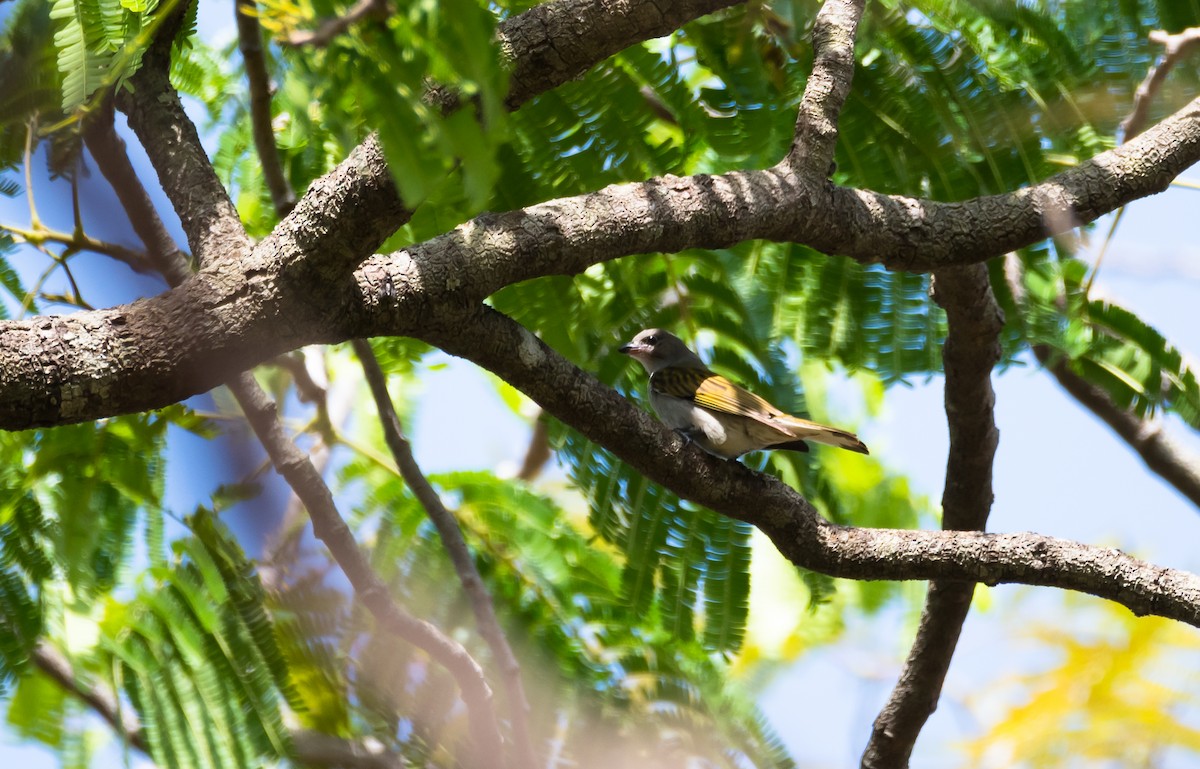 Least Honeyguide - Eric Francois Roualet