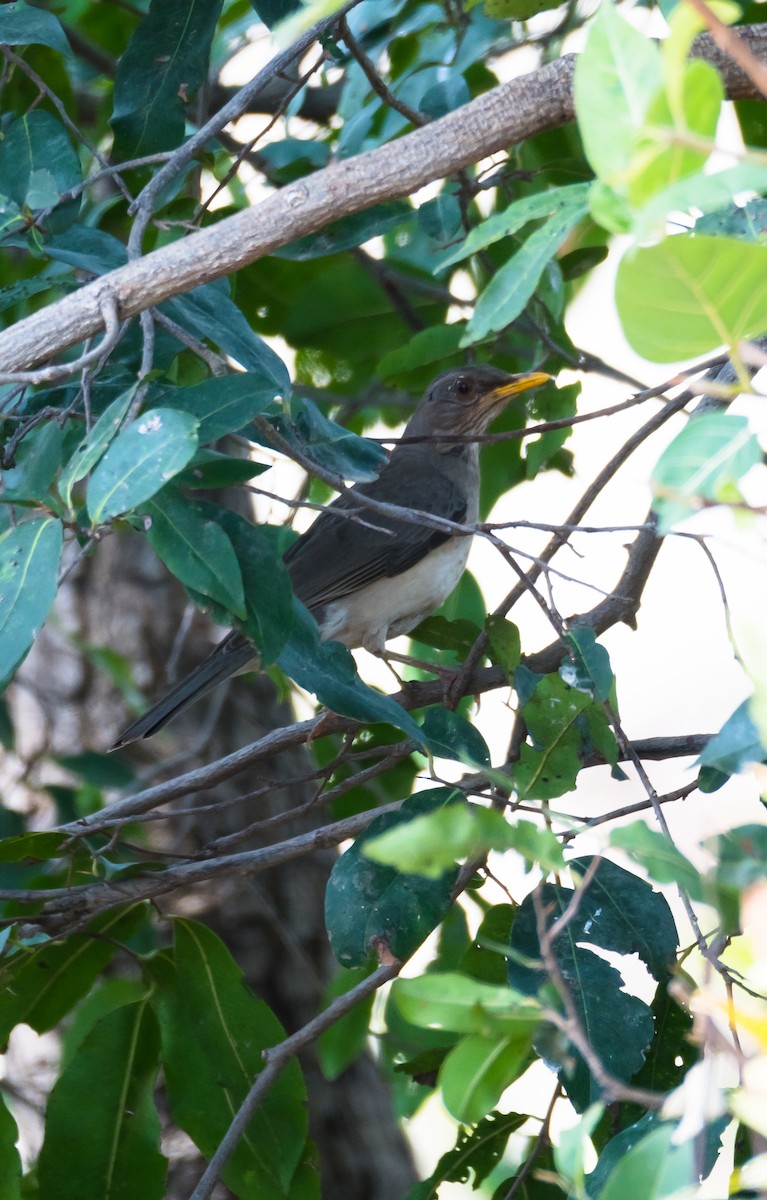 African Thrush (African) - ML204996331