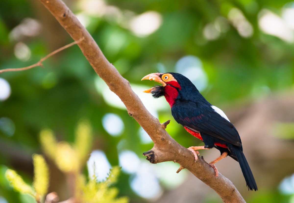 Bearded Barbet - Éric Francois Roualet