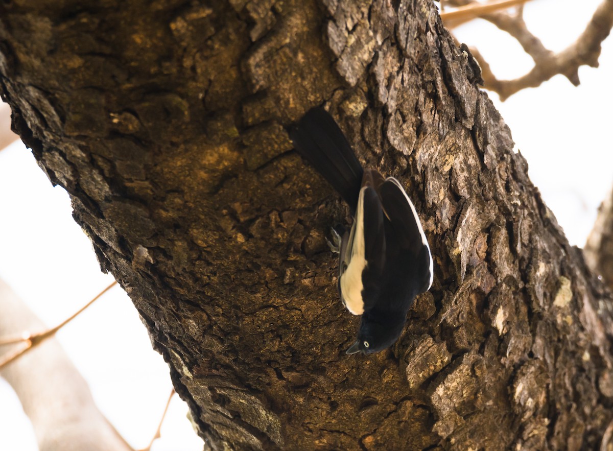 White-shouldered Black-Tit - ML204996441