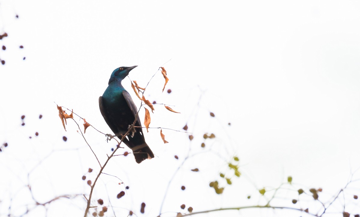 Purple Starling - ML204996531