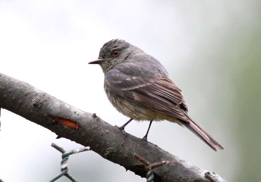 Rufous-tailed Tyrant - ML204996581