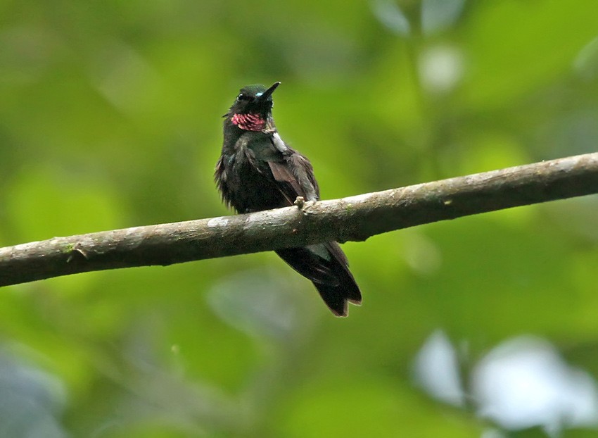 kolibřík bělavořitý - ML204996621