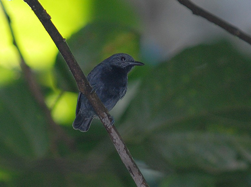Plain-winged Antwren - Roger Ahlman
