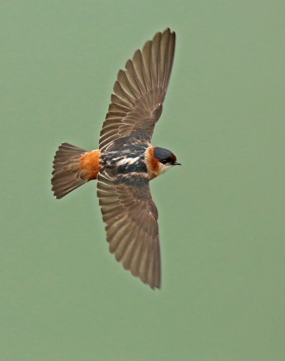 Chestnut-collared Swallow - Roger Ahlman