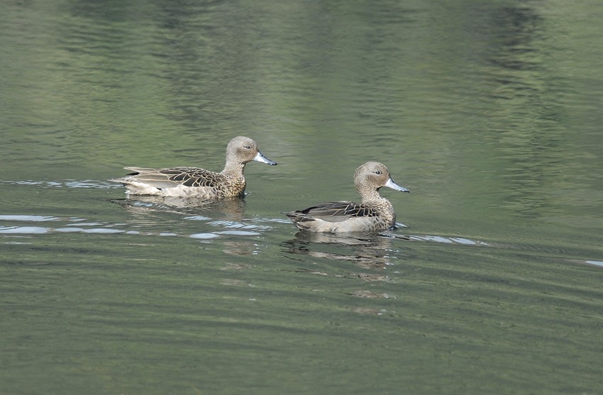 Andean Teal (Andean) - Roger Ahlman