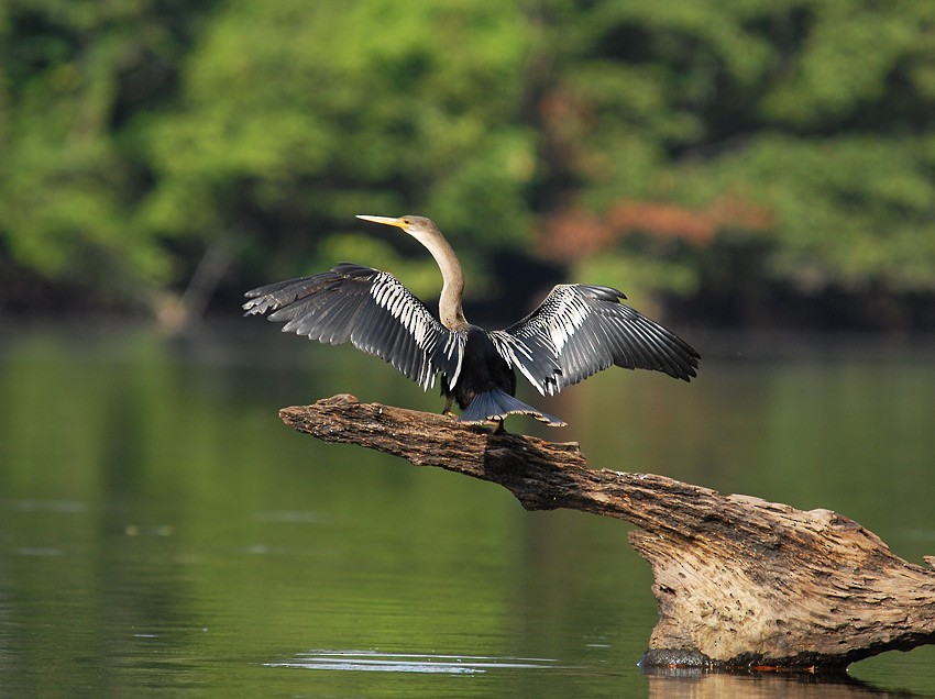 anhinga americká - ML204996911