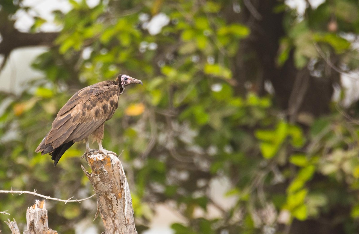 Hooded Vulture - ML204997341